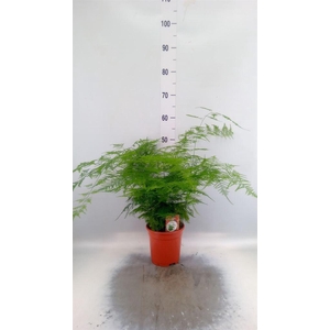 Asparagus setaceus