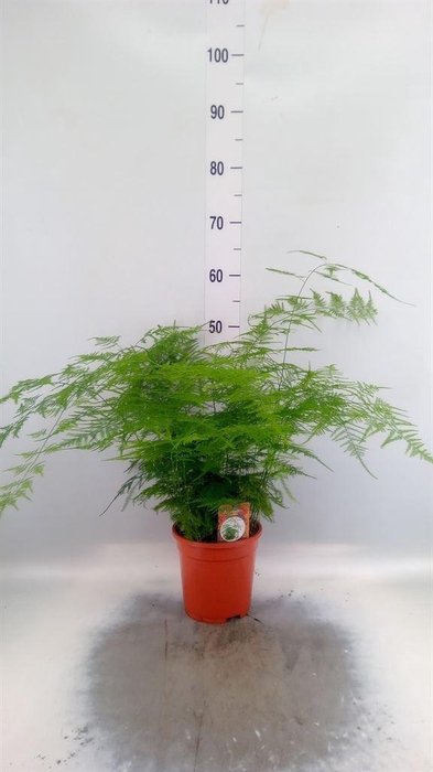 <h4>Asparagus setaceus</h4>