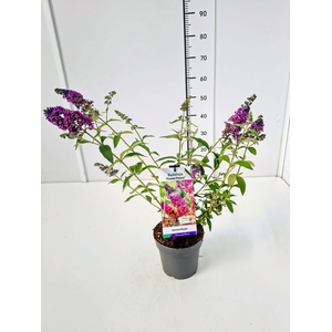 Buddleja