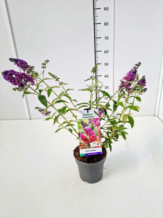 <h4>Buddleja</h4>
