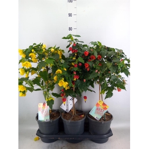 Abutilon   ...