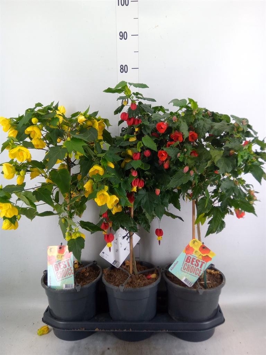 <h4>Abutilon   ...</h4>