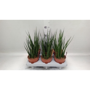 Sansevieria  'Fernwood'