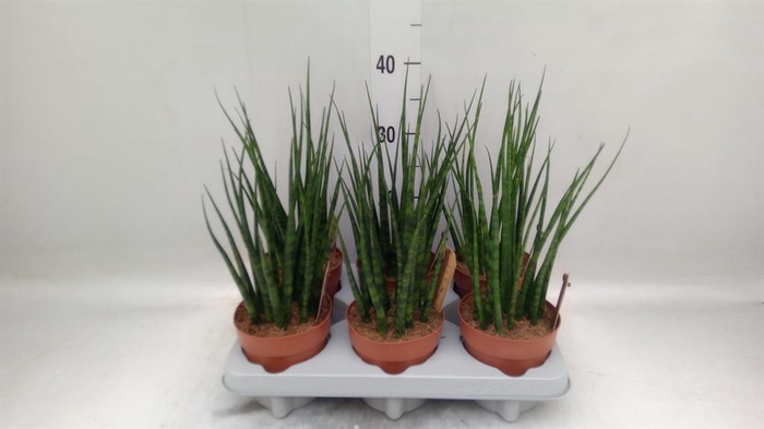 <h4>Sansevieria  'Fernwood'</h4>