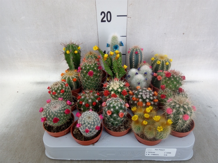 Cactus   ...decorated