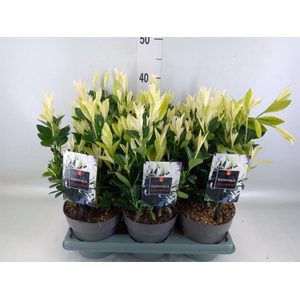 Euonymus japon. 'Extravaganza'