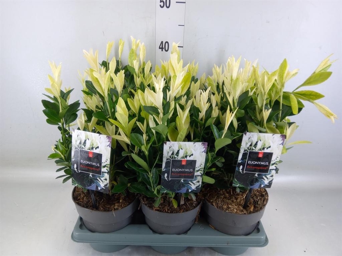 <h4>Euonymus japon. 'Extravaganza'</h4>