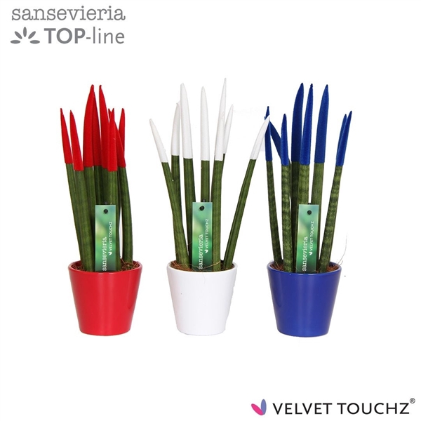 <h4>Sansevieria VELVET TOUCHZ® Frankrijk/Nederland In keramiek R'dam</h4>