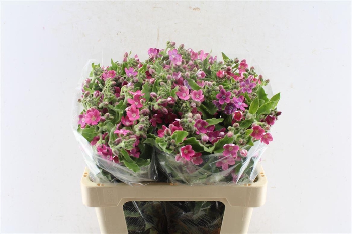 <h4>Oxypetalum Co Pink Harmony</h4>
