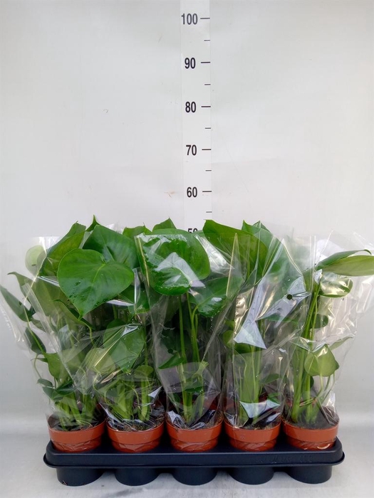 <h4>Monstera delic.</h4>