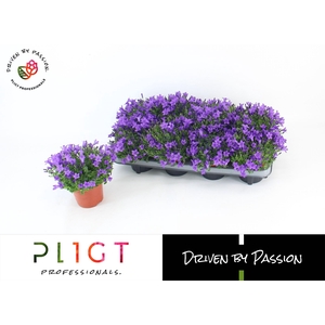 Campanula Stadium 1 P12