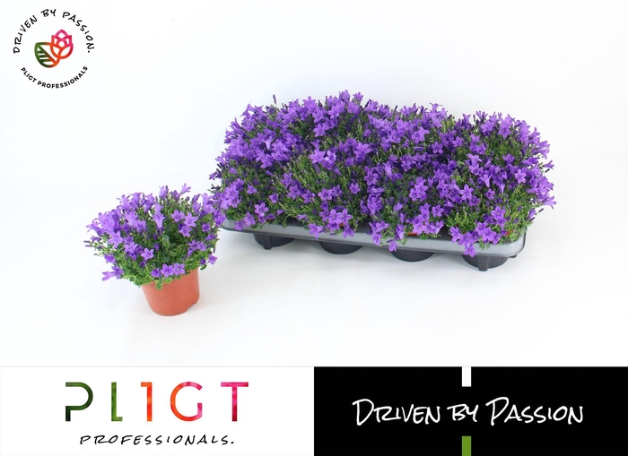 <h4>Campanula Stadium 1 P12</h4>