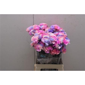 Di St Tinted Rosa 2004