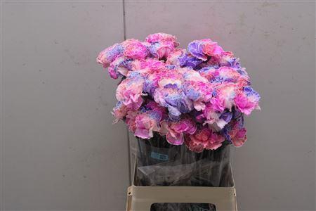 <h4>Di St Tinted Rosa 2004</h4>