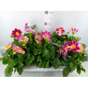 Dahlia 'Summerbees Purple Bicolor'