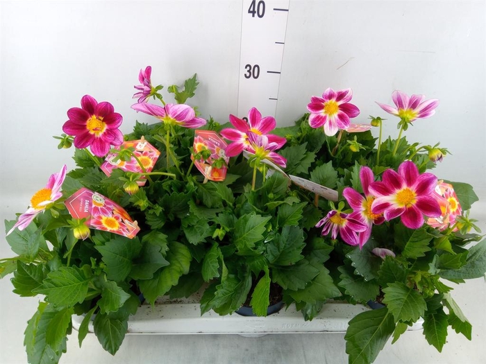 <h4>Dahlia  'Summerbees Purple Bicolor'</h4>