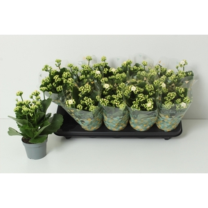 KAL GE PERFECTA WHIT