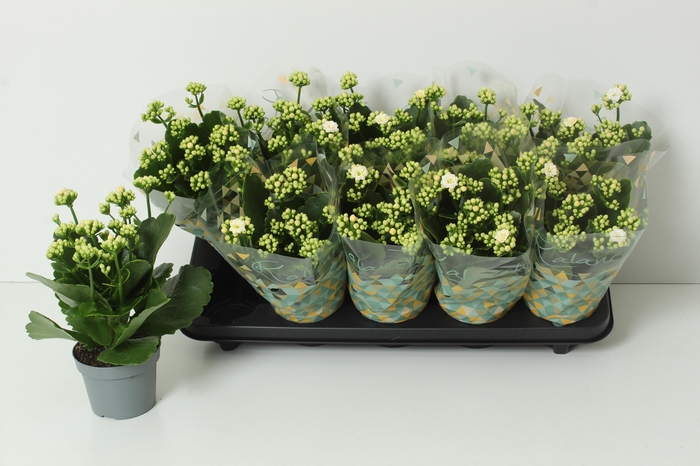 <h4>KAL GE PERFECTA WHIT</h4>