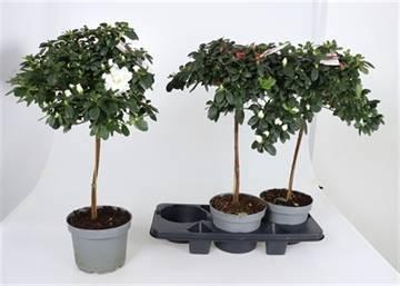 <h4>RHODO SI OV</h4>