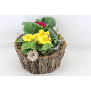 arr4 Primula PL - Schors rond L