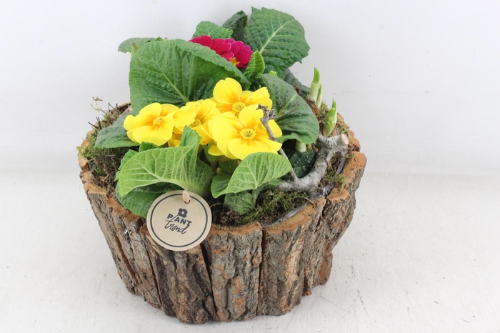 <h4>arr4 Primula PL - Schors rond L</h4>