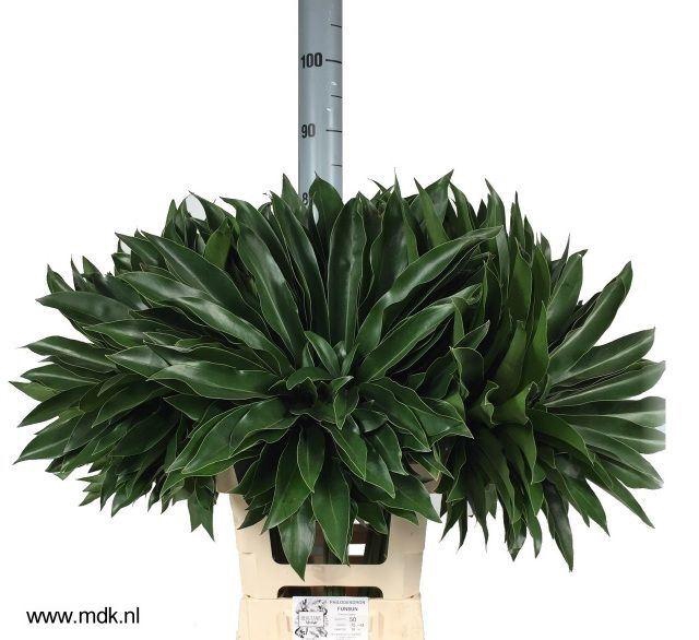 <h4>PHIL FUN BUN</h4>