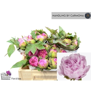 Paeonia suffruticosa Gioia Pin