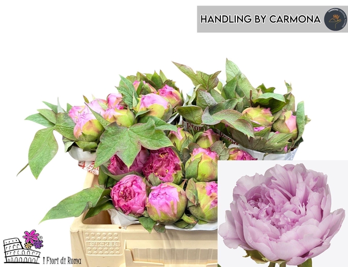 <h4>Paeonia suffruticosa Gioia Pin</h4>