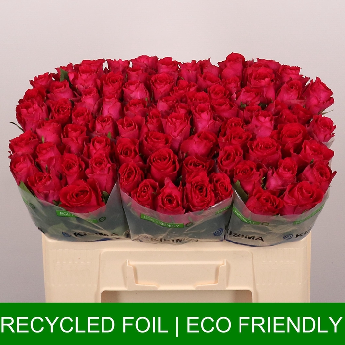 <h4>R GR Madam Cerise</h4>