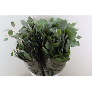 Euca Populus 300gr P Bunch