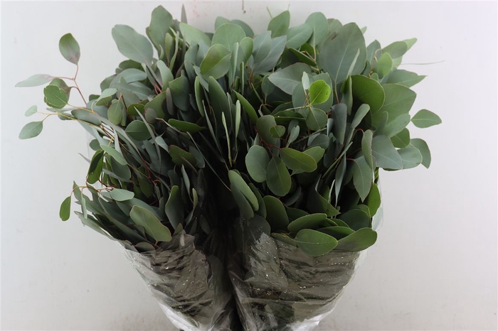 <h4>Euca Populus 300gr P Bunch</h4>