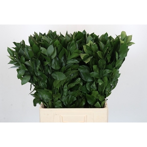 RUSCUS HYPOPHYLLUM