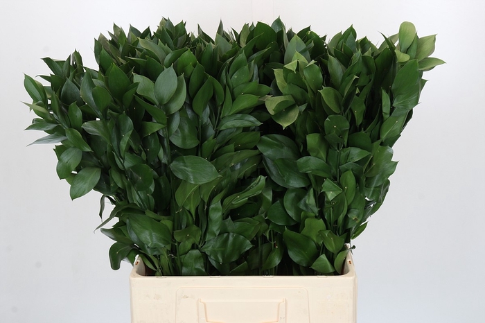 <h4>RUSCUS HYPOPHYLLUM</h4>