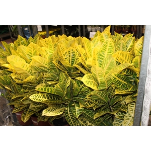 CROTON CANARINHO P24