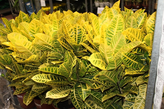 <h4>CROTON CANARINHO P24</h4>