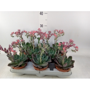 Echeveria  'Blue Prince'