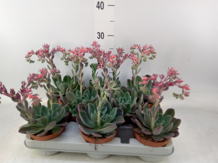<h4>Echeveria  'Blue Prince'</h4>