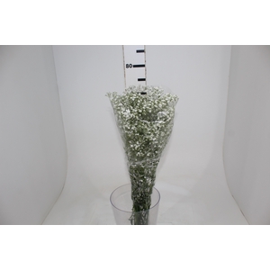 GYPSOPHILA PANICULATA PEARLS BLOSSOM 070 CM MIN 250 GRAMAS