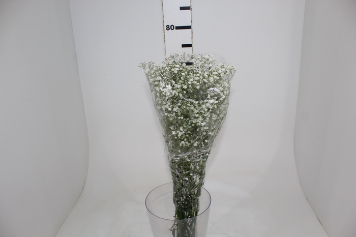 <h4>GYPSOPHILA PANICULATA PEARLS BLOSSOM 070 CM MIN 250 GRAMAS</h4>