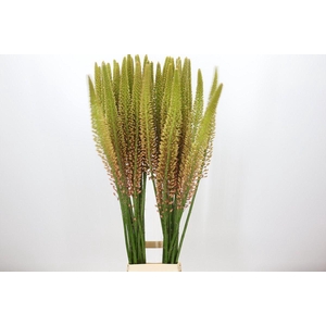 Eremurus  'Cleopatra'