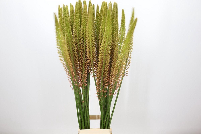 <h4>Eremurus  'Cleopatra'</h4>