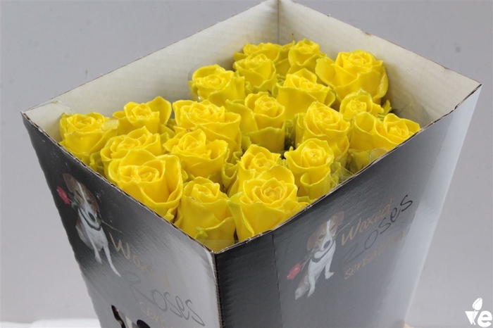 Wax-Rozen Wax Geel 50cm