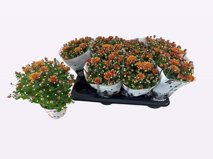 <h4>CHRY HOMERUN ORANGE</h4>