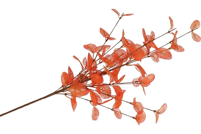 <h4>Silk Euca Cinerea Orange 72cm Nm</h4>