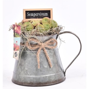 Arrangementen Sempervivum 6%