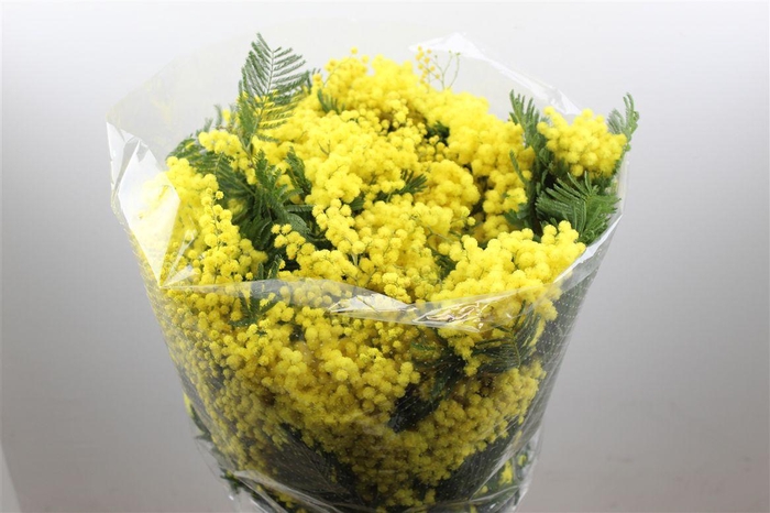 <h4>Mimosa Mirandol 150 Gr</h4>