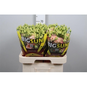 Eus G Alissa Champagne