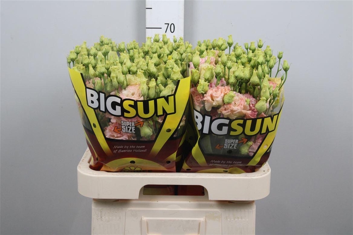 <h4>Eus G Alissa Champagne</h4>