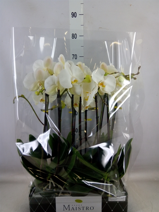 <h4>Phalaenopsis   ...white</h4>