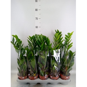 Zamioculcas zamiifolia